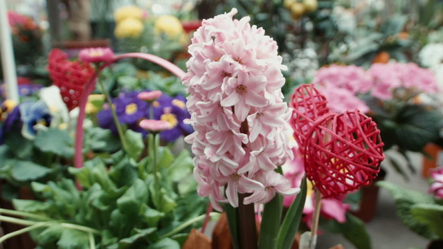 hyacinth in the greenhouse