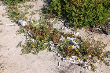 Skeleton of a sea lion on Chinese Hat island, Galapagos National