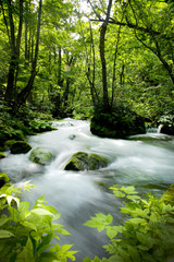 Fototapeta na wymiar 青森県　奥入瀬渓流 新緑と紅葉の時期がきれいな、日本が誇る渓流です。