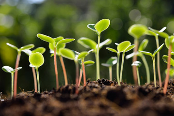 Green sprouts growing out from soil in the morning light