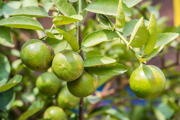 Green lemons.