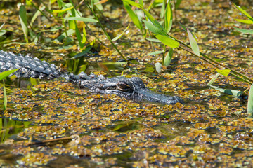 Alligator Stalking in Florida Canal