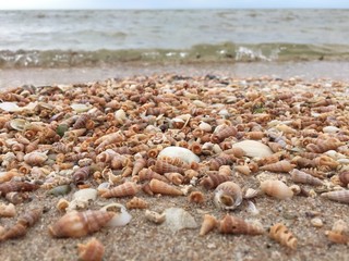 tiny seashells thousands washed ashore ocean