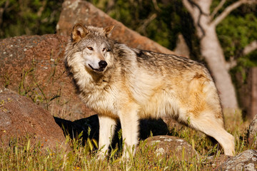 Obraz premium Gray wolf (Canis lupus)