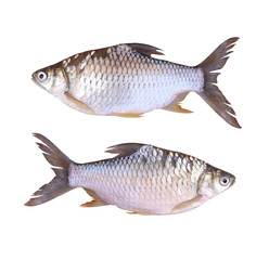 Cyprinidae or Silver barb is in the freshwater fish on white bac