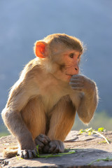 Naklejka premium Rhesus macaque sitting near Galta Temple in Jaipur, Rajasthan, I