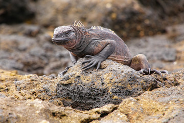 Marine Iguana on Chinese Hat island, Galapagos National Park, Ec