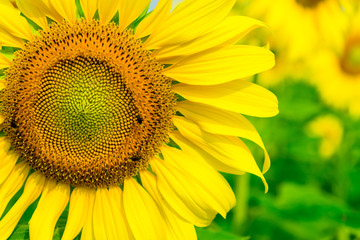 sunflower in the public garden