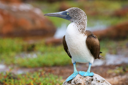 Blue-footed Booby on North Seymour Island, Galapagos National Pa