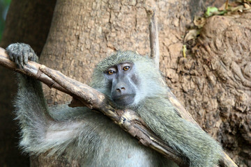 Obraz premium Lazy Monkey