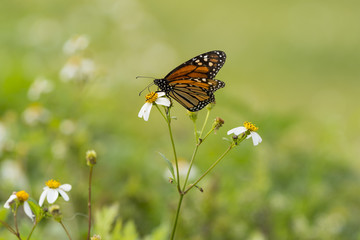 Monarch Butterfly
