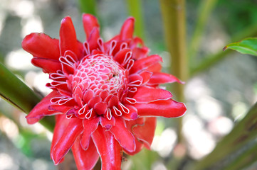 Red flower blooming