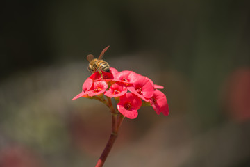La abeja busca la miel de la flor.
