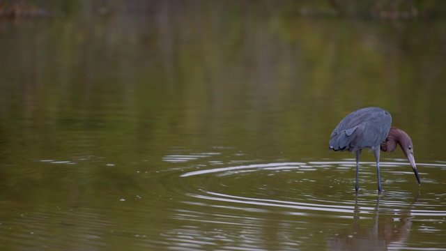  Reddish Egret spreading it's wings to create shade and reduce glare to see prey more easily in the water