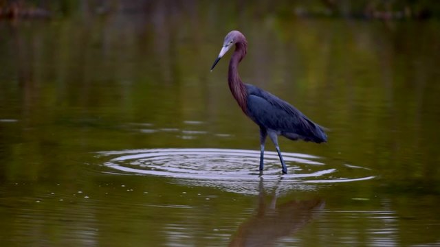  Reddish Egret Egretta rufescens searching food in shallow water, USA, Florida