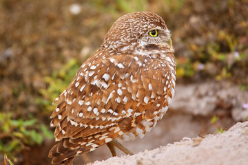 Burrowing Owl standing on the ground
