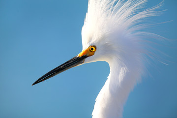 Portrait of Snowy egret - Powered by Adobe