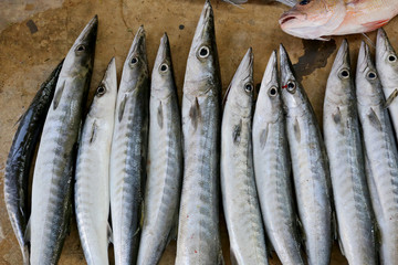 marine fish after the fishing and caught at night.