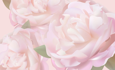 Flower background with peonies and petals