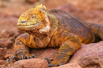 Obraz premium Galapagos Land Iguana on North Seymour island, Galapagos Nationa