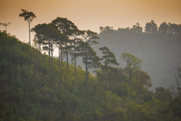Rainforest with big tree on the mountain at sunrise Taksin Maharach National Park Tak,Thailand.
