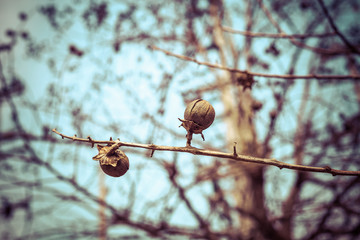 Hopea vintage color tone