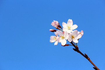 青空にサクラひと枝