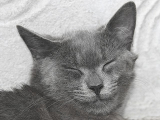 Gray British cat with closed eyes