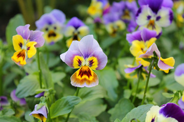 Blooming summer flowers violets background backdrop.