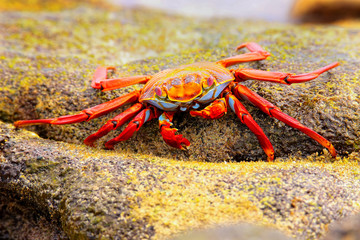 Sally lightfoot crab feeding on Chinese Hat island, Galapagos Na