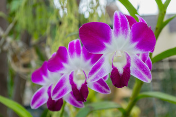 Purple pink orchid National in the Garden