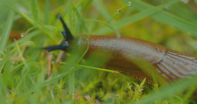 Slug close-up in grass 