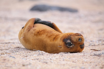 Young Galapagos sea lion lying on the beach on North Seymour Isl