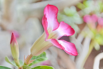 Fototapeta premium Desert rose or Ping Bignonia flower tree