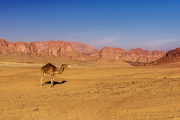 camel in Sinai desert