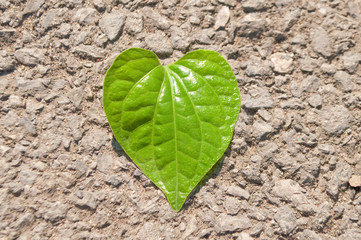 Heart shape leaf