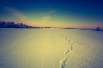 Vintage landscape of winter field