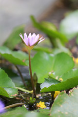 Pink lotus in a pond with bloom.