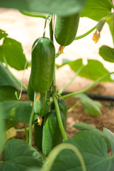 Growing cucmbers in greenhouse