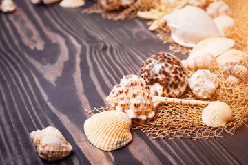 Sea shells on a dark plank background