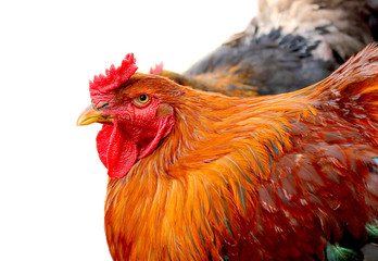 Red chicken isolated