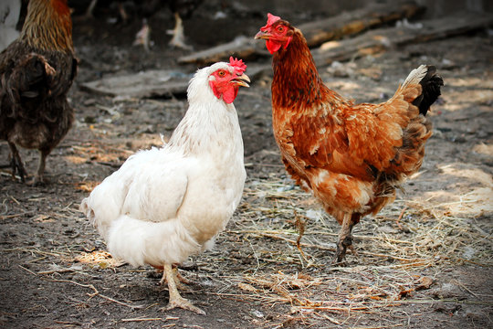 Red and white chicken