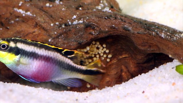 Female Pelvicachromis pulcher kribensis cichlid Aquarium fish breeding eggs