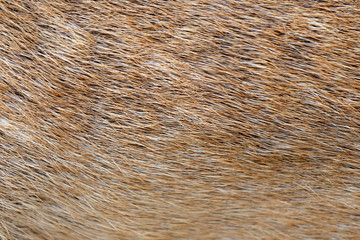 brown of animals skin and fur.