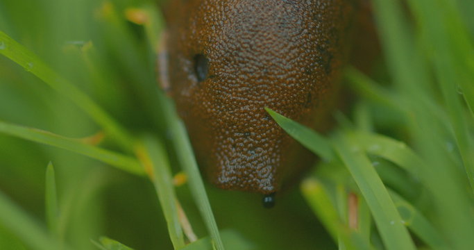 Slug close-up in grass 