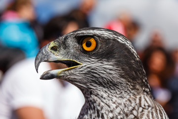 Azor. Accipiter gentilis. XVIII Jornadas Internacionales de Cetrería del Norte de España. La Virgen del Camino, León.
