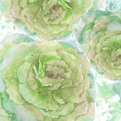 Ornamental cabbage flower - 104353125