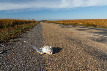 Obraz premium Lechuza Común atropellada en la carretera. Tyto alba.