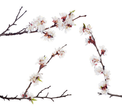 three brown branches with white sakura blooms