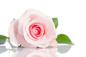 beautiful single pink rose lying down on a white background